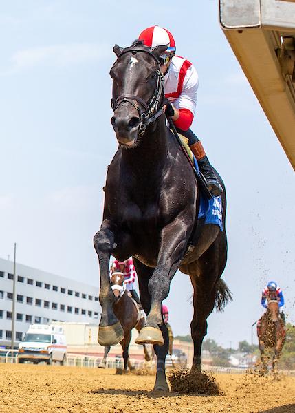 Domestic Product, Dwyer Stakes, Eclipse Sportswire